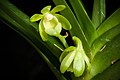 Vanda alpina alba color