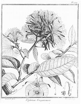 Vantanea guianensis.jpg