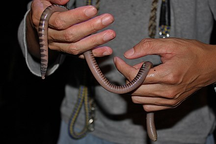 Самых больших червяков. Выползок червь гигантский. Гигантский австралийский дождевой червь (Megascolides Australis).