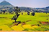 View of fields at Araku Valley.jpg