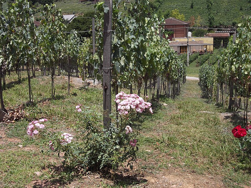 File:Vinhas da Vinícola Torcello (Bento Gonçalves, Brasil) .JPG