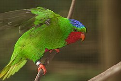 Samoanlurikki (Vini australis)