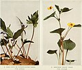Viola palmata & Viola pubescens WFNY-134 (17806960123).jpg