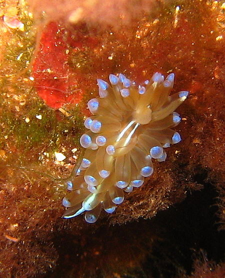 Visible caruncle on Janolus cristatus.JPG