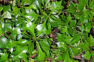 Lobed juvenile leaves Vitex lignum-vitae juvenile.jpg