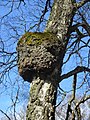 0979 2022-04-16 lördag Vril på björk i björkhagen vid Björkhagen, Väsmestorps naturreservat, Sörby sn, Falköpings kn, Västergötland.