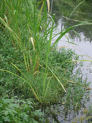 <i>Zizania latifolia</i> Species of grass