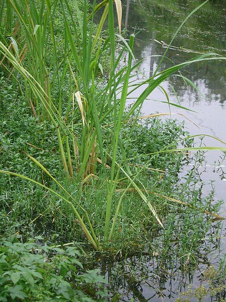 Файл:Water bamboo.JPG