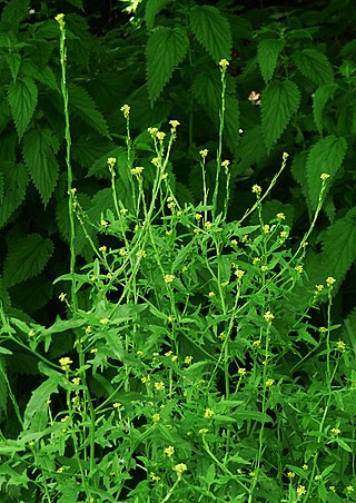 <i>Sisymbrium officinale</i> Species of flowering plant