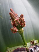 Welwitschia Mirabilis: Dénomination, Classification, Description