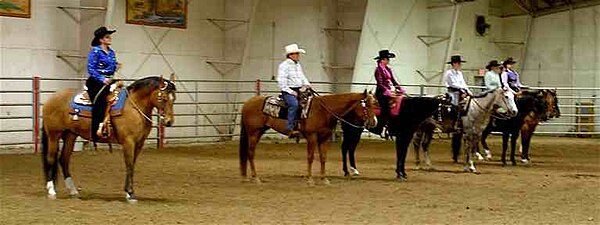 Horses lined up in a western pleasure class