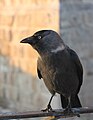 * Nomination Corvus monedula in Jerusalem.Beko 10:09, 6 October 2019 (UTC) * Promotion I'd consider this a QI, but is it Corvus or Coloeus, as per the category? You may need to change the filename and description. -- Ikan Kekek 18:51, 6 October 2019 (UTC)  Done Renamed to Western jackdaw, adult, in Jerusalem.--Beko 23:57, 7 October 2019 (UTC)  Support - Thank you. I think this photo is sharp enough, but I'd welcome a second opinion. -- Ikan Kekek 04:42, 8 October 2019 (UTC)  Support Believe this image is sharp enough but prefer the slightly tighter cropping (2,906 × 2,852 pixels) in the first image you uploaded. Also, given that original 2,906 × 2,852 pixel size, you may still be compressing the image accidentally when you save it prior to upload.. Higher resolution would be helpful here. --GRDN711 19:22, 8 October 2019 (UTC)