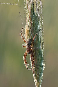 ♂ Aculepeira ceropegia (Oak Spider)