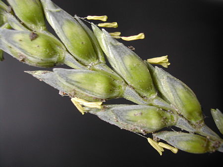 Tập_tin:WheatFlower1.jpg