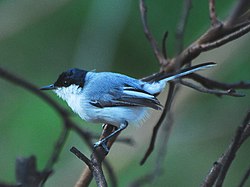 Vaaleasääskikerttu (Polioptila albiloris)