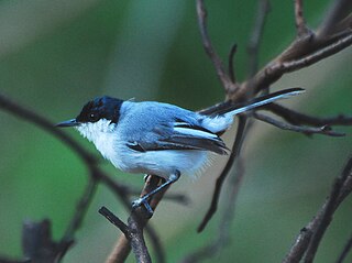 <span class="mw-page-title-main">White-lored gnatcatcher</span> Species of bird