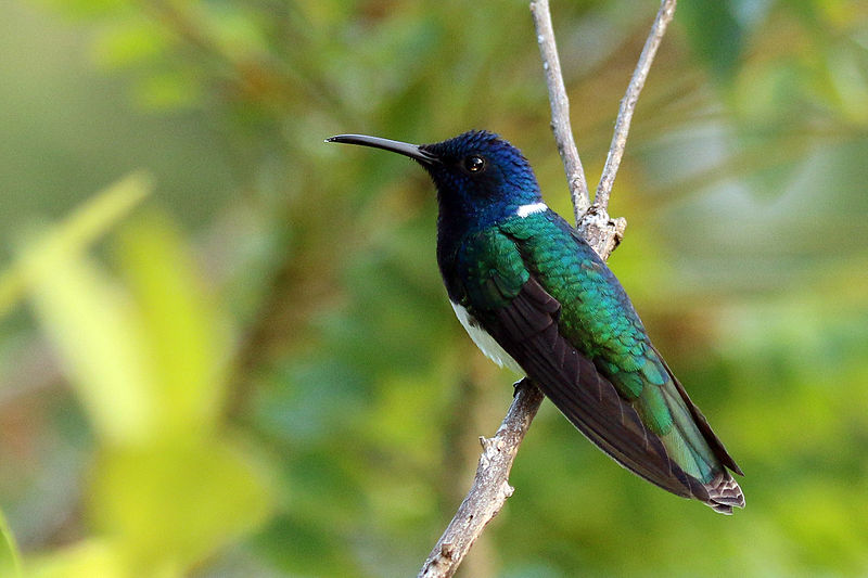 White-necked jacobin (Florisuga mellivora flabellifera) male To.jpg