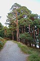 Wicklow Mountains National Park Glendalough Valley Miners Road 08.JPG