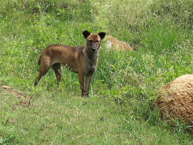 File:Wild Dog (4395460540).jpg