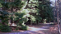 Wintersonnenlicht auf Tannen auf Graffham Common - geograph.org.uk - 1069911.jpg