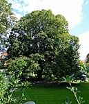 Winter linden (Tilia cordata)