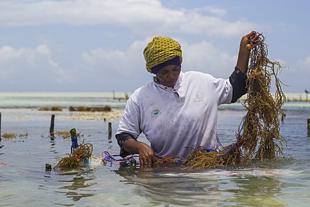 Photo essays prize #1. Women at Work : Zanzibar seaweeds in Tanzania by user:Rachelclarareed. Sample 1