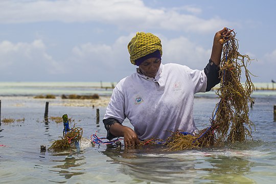 Собирать водоросли. Добыча водорослей. Добыча морских водорослей. Сбор морских водорослей. Занзибар водоросли.