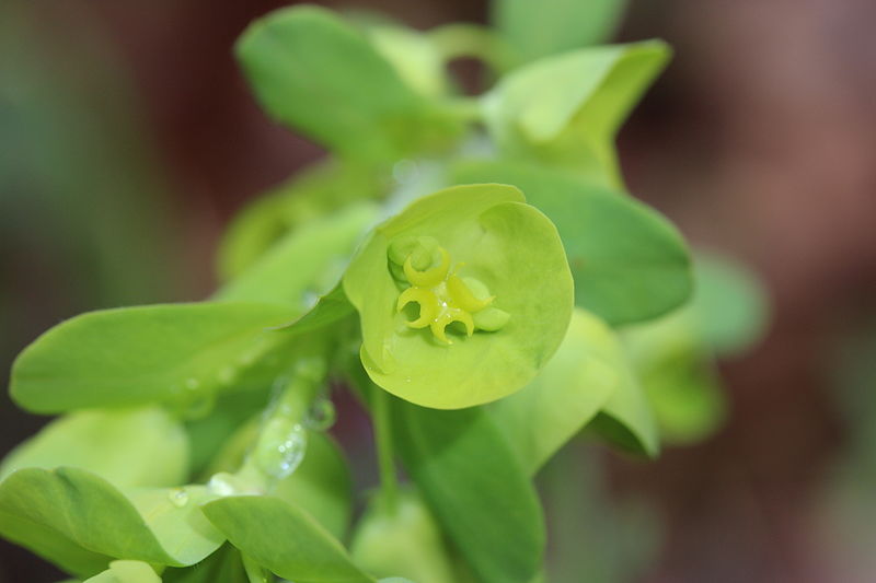 File:Wood Spurge - Euphorbia amygdaloides (?) (13357547003).jpg