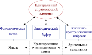 Рабочая память — Википедия