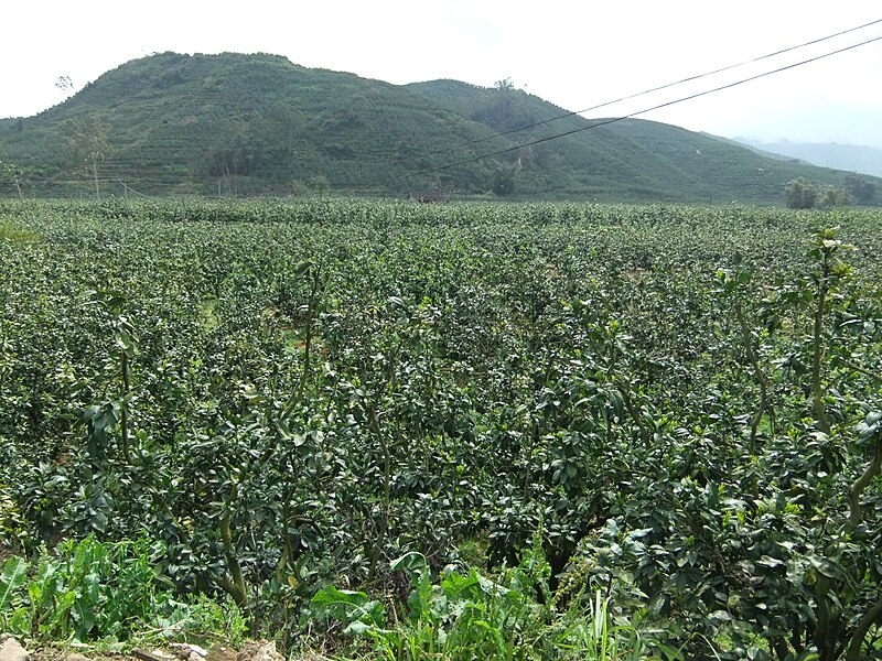 File:Xiancun - pomelo orchards - DSCF4064.JPG