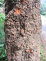 Xylia xylocarpa bark.jpg