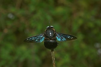 Xylocopa (Carpenter bee)