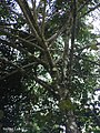 Détail de la branchaison de Xylopia frutescens à Camaragibe (région d'Aldeia, Pernambouc, Brésil)