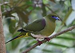 Thumbnail for Yellow-vented green pigeon