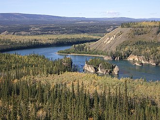 Foresta boreale di conifere sul fiume Yukon in Alaska