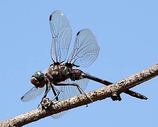 <i>Zygonoides fuelleborni</i> Species of dragonfly
