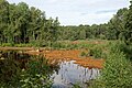 * Nomination Post-mining sinkhole, the former Babina Mine, Łuk Mużakowa Landscape Park --Jakubhal 04:05, 31 August 2023 (UTC) * Promotion  Support Good quality. --JoachimKohler-HB 04:15, 31 August 2023 (UTC)