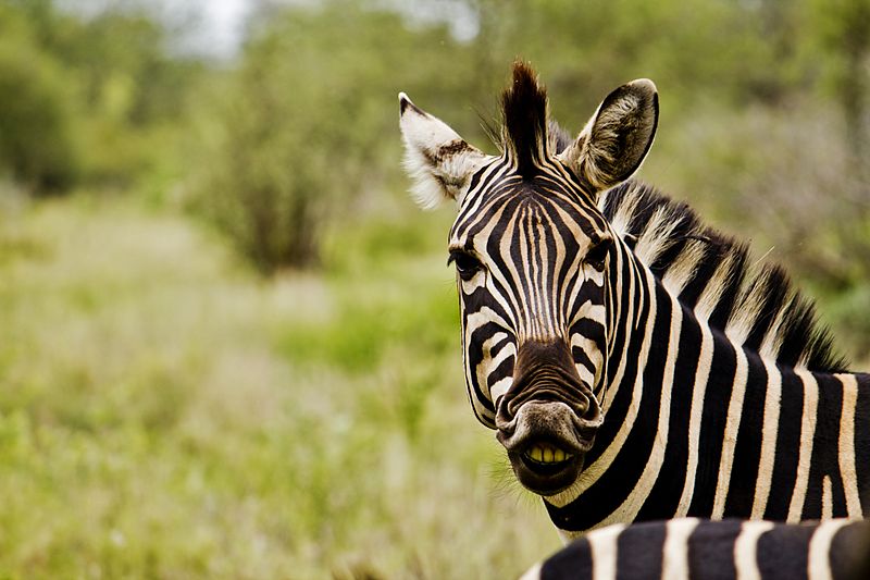 File:Zebra in South Africa.jpg