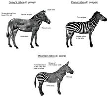 Zebra - Wikipedia