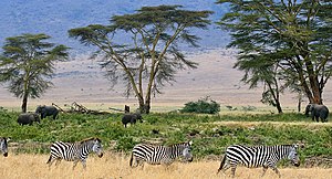Serengeti vedeyaf gerd, govitaf fled