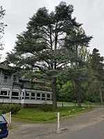 Cedar in front of the Saalburg