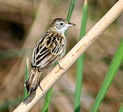 Zitting Cisticola (Non-breeding plumage) I IMG 0365. jpg