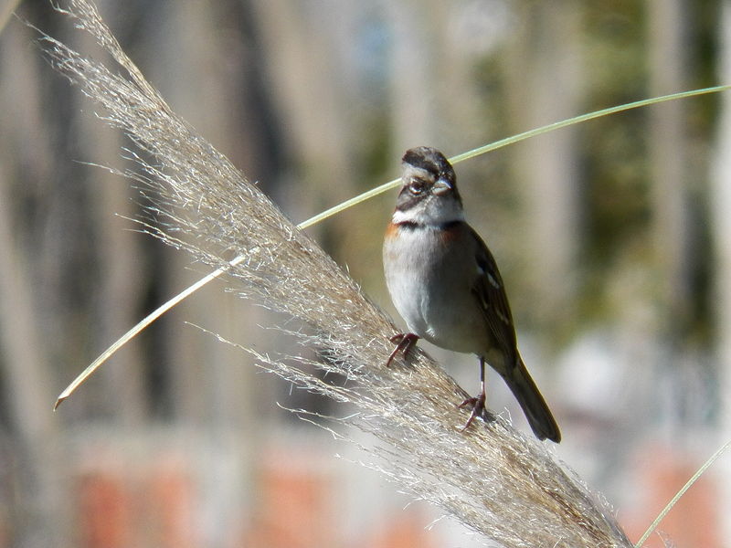 File:Zonotrichia capensis en cortadera.JPG