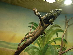 Una iguana cubana grande de color oliva toma el sol bajo la luz ultravioleta en la rama de un árbol dentro del recinto de un zoológico.