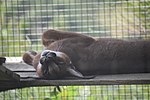 Miniatuur voor Bestand:Zoo des 3 vallées - Caracal.jpg