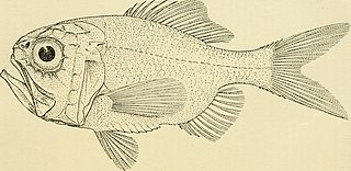 Blacktip sawbelly Species of fish