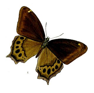<i>Lethe sura</i> Species of butterfly