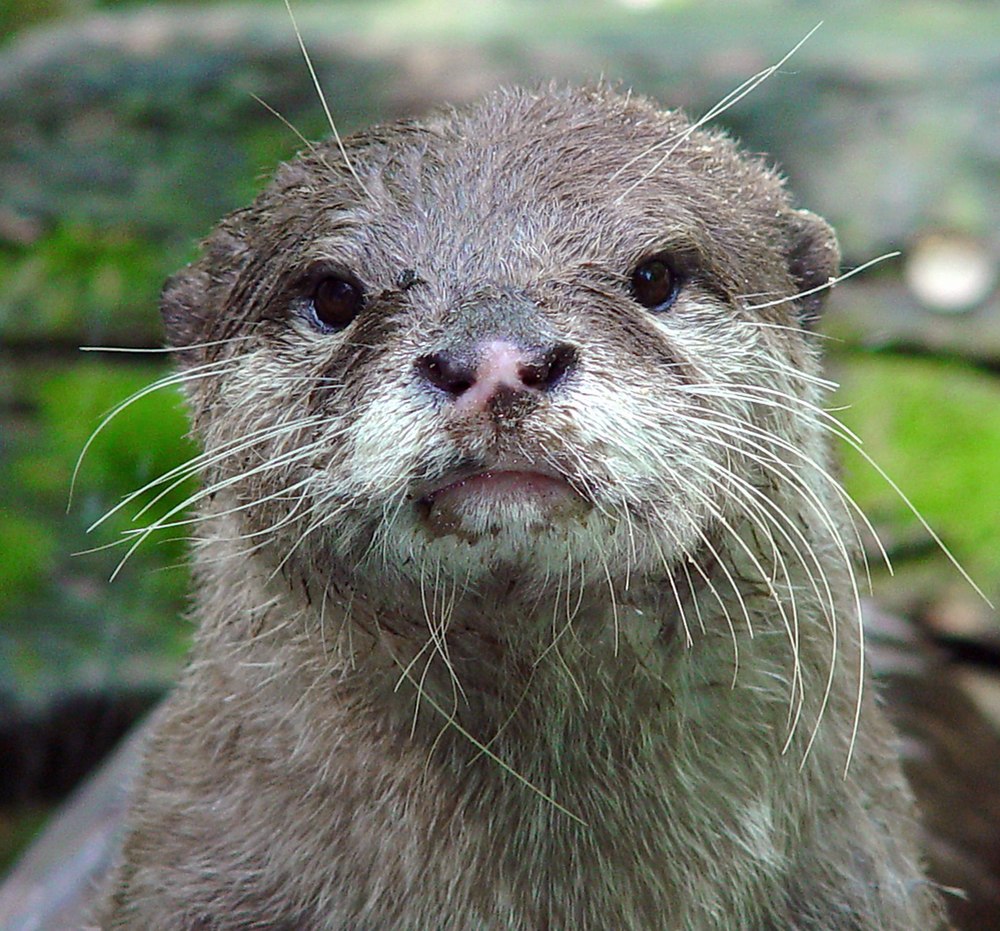 A Asian small-clawed otter gets as old as 10.08 years