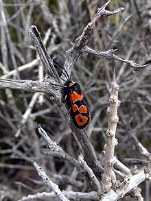 Zygaena fausta.jpg