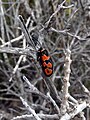 Zygaena fausta en La Azohía